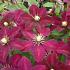 Clematis 'Niobe'