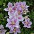 Clematis 'Piilu'