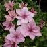Clematis 'Pink Fantasy'
