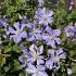 Clematis 'Prince Charles'