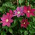 Clematis 'Red Pearl'