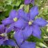 Clematis 'Rhapsody'