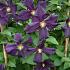 Clematis 'Romantika'