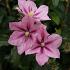 Clematis 'Rosamunde'