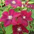 Clematis 'Rouge Cardinal'