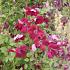 Clematis 'Rubra'