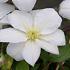 Clematis 'Shirayukihime'