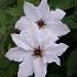 Clematis 'Snow Queen'