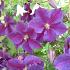 Clematis 'Star of India'