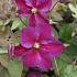 Clematis Star of Pakistan