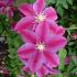 Clematis 'Sunset'