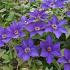 Clematis 'The President'