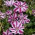 Clematis 'Tudor'