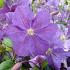Clematis 'Victoria'
