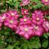 Clematis 'Ville de Lyon'
