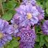 Clematis 'Vyvyan Pennell'