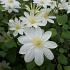 Clematis 'Wada's Primrose'
