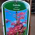 Toona sinensis 'Flamingo'