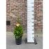 Laurus nobilis -Pyramid-
