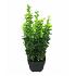 Buxus sempervirens  -Bushes-