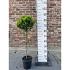 Laurus nobilis -Stem-
