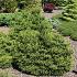 Cryptomeria ' 'Dinger'