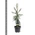 Cryptomeria j. 'Kyara Gold'