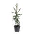 Cryptomeria j. 'Kyara Gold'