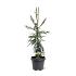Cryptomeria j. 'Kyara Gold'