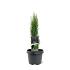 Cupressus semp. 'Totem'