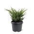 Juniperus chin. 'Blaauw'