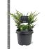 Juniperus chin. 'Blaauw'