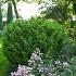 Juniperus chin. 'Blaauw'