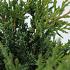 Juniperus chin. 'Blaauw'