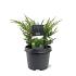 Juniperus chin. 'Blaauw'