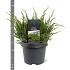Juniperus pf. 'Mint Julep'