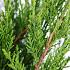 Juniperus pf. 'Mint Julep'