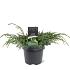 Juniperus squamata 'Blue Carpet'