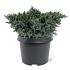 Juniperus squamata 'Blue Star'