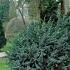 Juniperus squamata 'Meyeri'