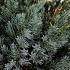 Juniperus squamata 'Meyeri'