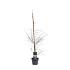 Larix decidua