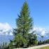 Larix decidua