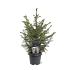 Picea omorika