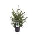 Picea omorika