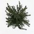 Picea omorika