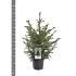 Picea omorika