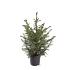 Picea omorika