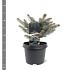 Picea pungens 'Glauca Globosa'