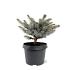 Picea pungens 'Glauca Globosa'